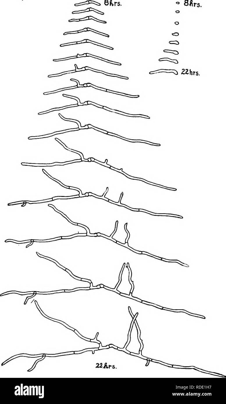 . Ein text-Buch der Mykologie und Pflanzenpathologie. Pflanzenkrankheiten; Pilze in der Landwirtschaft; Krankheiten; Pilze. Detaillierte Darstellung von spezifischen Krankheiten der Pflanzen 501 Bhrs. "Siirs.. Abb. 178.- Foto, aufeinanderfolgenden Stufen in die Keimung von Asco-Sporen und pycnospores des Kastanienrindenkrebses Pilz {Endolhia parasitica). Links, ascospore Serie von 8 bis 22 Stunden im Stundentakt; rechts, pycnospore Serie von 8 bis 22 Stunden, alle zwei Stunden. (Nach dem Foto von Wm. Currie, Bull. 5, Penna. Kastanienbaum Blight Com., T 913.). Bitte beachten Sie, dass diese Bilder aus gescannten extrahiert werden Stockfoto