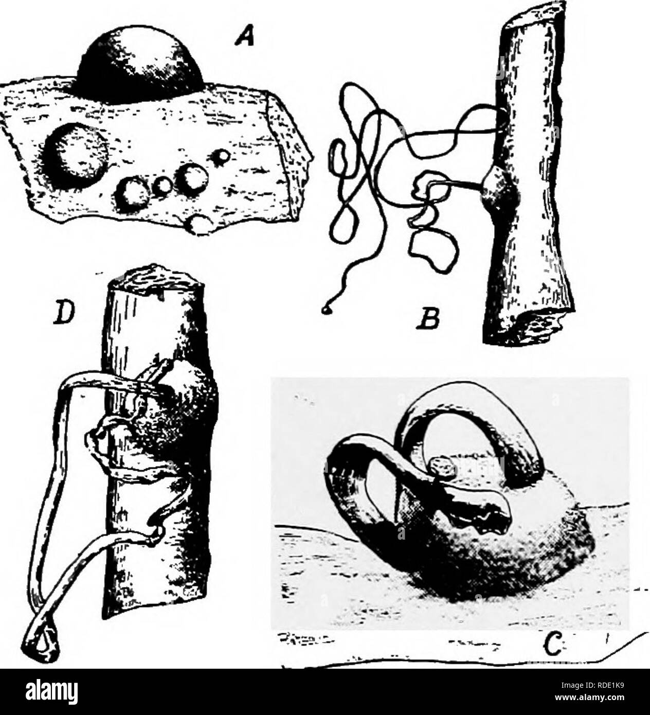 . Ein text-Buch der Mykologie und Pflanzenpathologie. Pflanzenkrankheiten; Pilze in der Landwirtschaft; Krankheiten; Pilze. Detaillierte Darstellung von spezifischen Krankheiten der Pflanzen 495 Filialen, oder an der Unterseite des Baumes, sind Beweise, dass die Bäume des Kastanienrindenkrebses Pilz angegriffen werden. Die cankers auf glatte Rinde sind besonders gekennzeichnet und mit einem rötlich-braune Farbe im Gegensatz zu den gesunden Rinde kann für einen erheblichen Abstand (Abb. gesehen werden. 171). Wie versunkenen oder geschwollene erkrankte Gebiete der Rinde, sie treten auf Niederlassungen aller Größen und in der Regel die cankers sind Ellipsenförmig mit der langen ajds nach oben und unten. Stockfoto