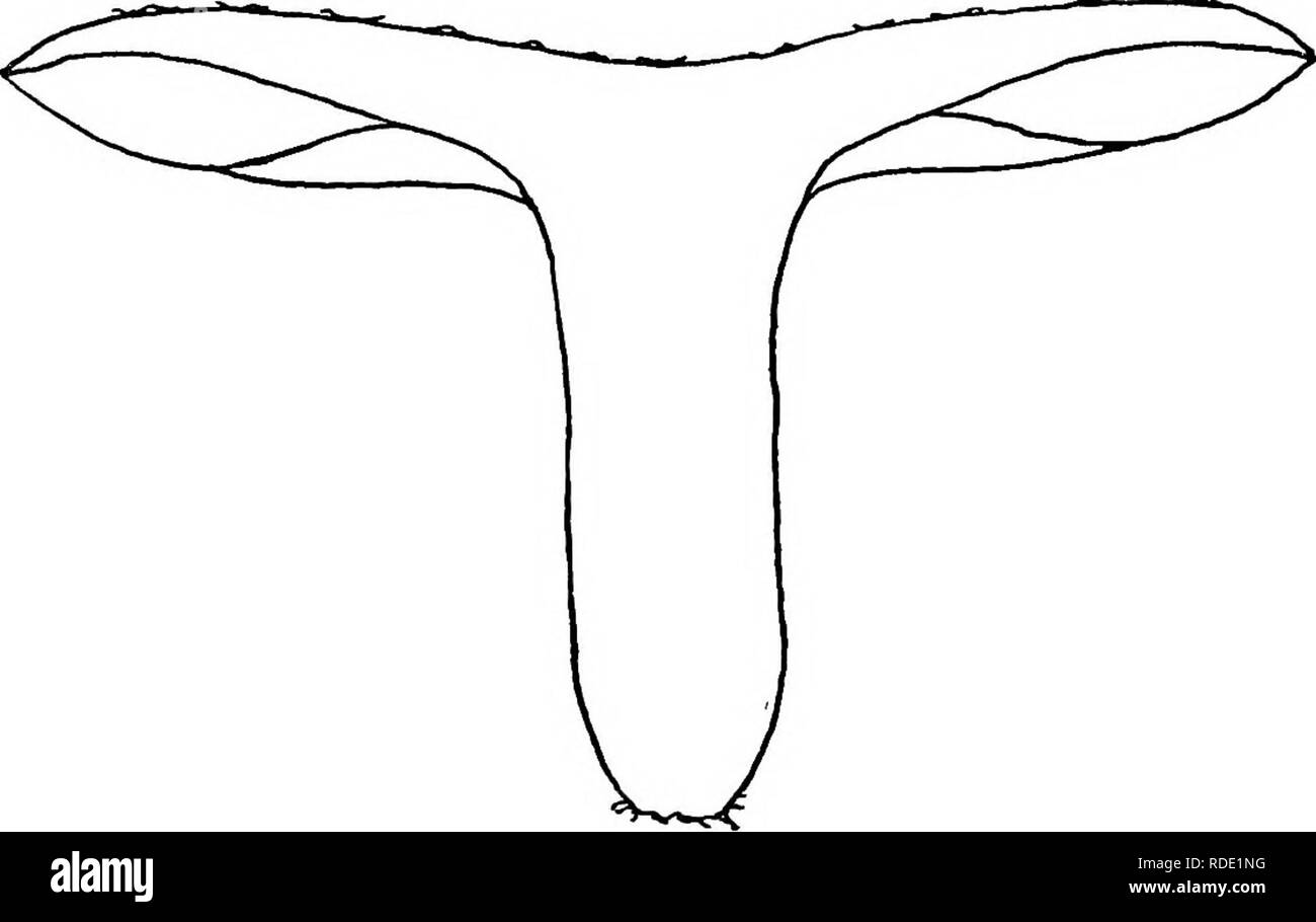 . Der Pilz Buch. Ein beliebter Leitfaden für die Identifizierung und Untersuchung von unseren gewöhnlichen Pilze, mit besonderem Schwerpunkt auf die essbaren Sorten. Pilze; Kochen (Pilze); Cbk. Weiß-Serie spored Geschmack - Beißenden und Beißen. Zeit-^ Juli bis November. Lebensraum - In feuchten Wiesen, in Wäldern, in der grasartigen Orte, unter Pinien und Tannen. Grüne Psathyrella; Verdette (Essbare) Psathyrella virescens Mütze oder Hut - Grau-grün. Auf den ersten gewölbt, dann erweitert; konvexe oder in der Mitte gedrückt. Fest und trocken. Nicht zähflüssig, aber geschmückt mit flockig grünliche oder gelbliche Flecken, durch die Risse in der Haut produziert wird. 2-4 Zoll-seiten - Stockfoto