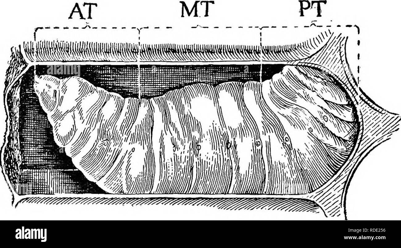 . Krankheiten der Bienen. Bienen. 8 BULLETIN 431, TJ. S. DEPAETMENT von AGEICULTUBE. Darstellung eines gesunden Larven am Alter, an dem es stirbt der SACBROOD. Die Symptome, die von den anderen sacbrood Brutkrankheiten unterscheiden sich vor allem in den post-mortem gefunden zu Erscheinungen des larvffi Tot der Krankheit sein. Als Hilfe bei der Auslegung der Beschreibung dieser Erscheinungen eine Beschreibung der gesunden Larven ist &Amp; st. Larvse', die sterben, der sacbrood, tun dies fast ausnahmslos nach Kappung und dm-ing die vier Tage vor der Änderung in der Form der reifen Biene auf die eines Stockfoto
