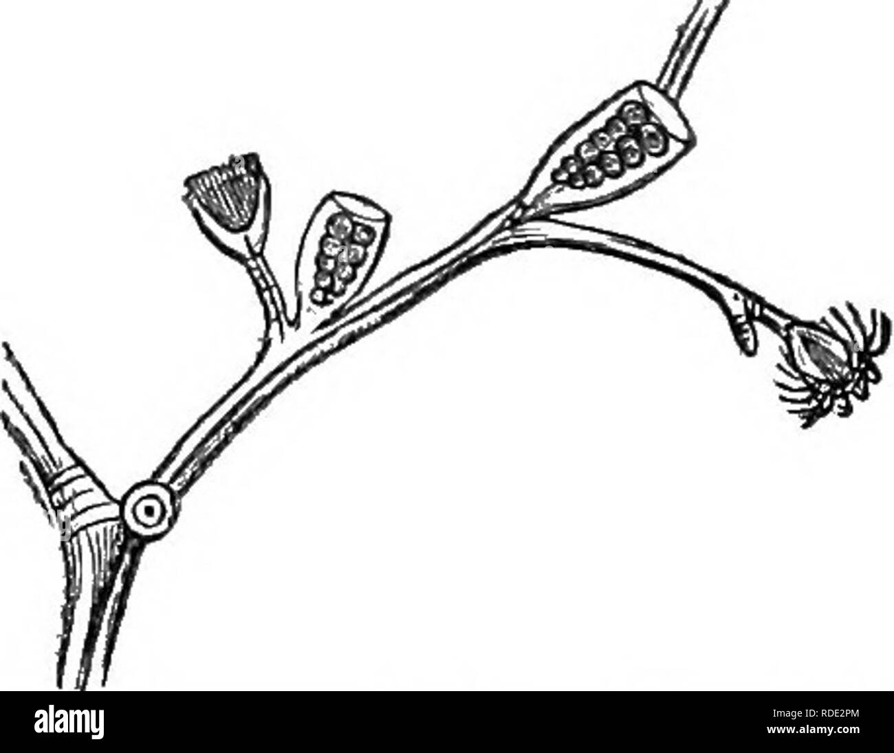 . Natürliche Geschichte der Tiere. Mit kurzen Beschreibungen der Tiere auf die natürlichen Tenney Geschichte Tabletten, aber komplett ohne die Tabletten. Zoologie. y. 482. - Tiaropsis. Nordostküste von Nordamerika. Abb. 483. - Campanularian. Die hydro-medu-Sae in der glockenförmige Schalen fallen ab und werden können - sind freie Medusae, ähnlich Abb. 482. Abb. 481. - Tubularia. Massachusetts Bay. ne, medussB; Ci, koronale 10 tacle •, p, Rüssel. ances Freuden im Leben so viel wie höhere Tiere tun. Sie sind reichlich in den Frühling. In der Mitte des Sommers Sie legen ihre Eier und umkommen. Aber die Eier. Pl Stockfoto