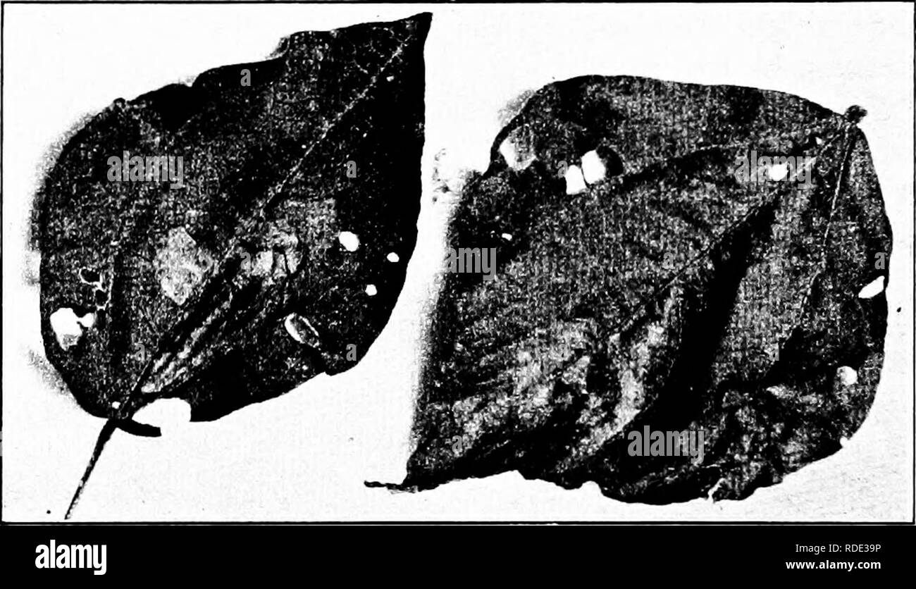 . Krankheiten der Pflanzen. Pflanzenkrankheiten. 202 KRANKHEITEN DER ECOKOMIC PFLANZEN es auf viele Arten der wahren Bohnen (Phaseolus) gemeldet und nach verwandter Gattungen eine Msgna, Falcata, Strophostyles. Wenn die Krankheit destruktiv, sauber Kultur erweist, ist die De-Bau aller überwinternden Formen, ist ratsam. Blight (Pseudomonas phaseoli E. F. Smith). - Bohnen von verschiedenen Arten unterliegen einer Trockenfäule, manifestiert. Abb. 90. - Bacteriosis Bohne verlässt. Nach Fulton. Selbst auf den pod, Blatt, oder Schaft. Es hat aus verschiedenen Staaten, aus Kanada berichtet, ist viddely verteilt, und oft sehr destruc Stockfoto