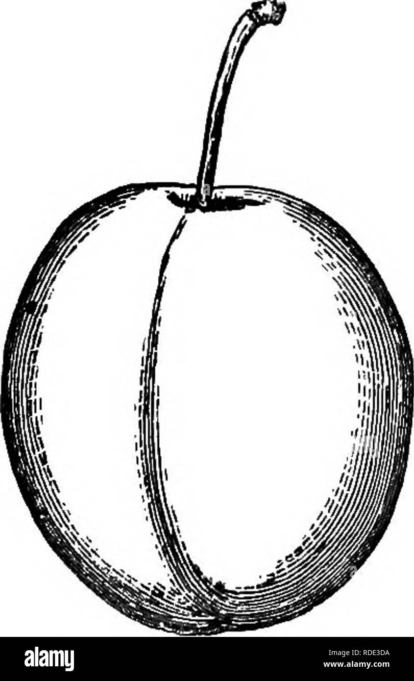 . Die amerikanische Obst culturist, mit Anweisungen für die Vermehrung und Kultur von allen Früchten in den Vereinigten Staaten angepasst. Obst - Kultur. 574 Pflaumen. Reine Claude de Bavay.* Rund - oval, grünlich-gelb, mit Rot getupft, mit kleinen, violett gefärbt, Längs- Adern; Fleisch eher fest, saftig, süss, reich, von feiner Qualität, leicht an den Stein. Schießt glatt; Blätter rundlich, scheint - das Wachstum wieder sembling Washington, aber kleinere Blätter und Triebe slenderer. Sehr produktiv. Mitte der Saison. Belgien. Schuyler Gage. Mittelgroß, oval, Naht moderat; gelb mit grünen Akzenten, Stockfoto