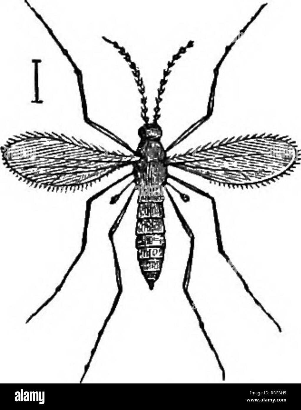 . Natürliche Geschichte der Tiere. Mit kurzen Beschreibungen der Tiere auf die natürlichen Tenney Geschichte Tabletten, aber komplett ohne die Tabletten. Zoologie. 166 artikuliert: Insekten. Hessische FLIEGE UND WEIZEN fliegen. Die Hessische Meine erweitert nur etwa ein Viertel der ein Zoll, und hat den Kopf, Antennen, und Thorax schwarz, die Flügel schwarz-i i^^^^^^^^^^^^ gesäumt mit kurzen Haaren. Die hinterflügel Körper ist gelbbraun, mit Schwarz auf jeden Ring, die Beine und Füße bräunlich schwarz. In zwei Generationen in einem Jahr, - eine im Frühjahr und eine im Au-Herbst. Die Weibchen legen ihre Eier auf die jungen Blätter von Weizen, beide Abb. 291. - Stockfoto