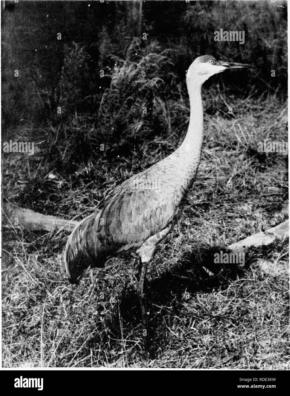 . Wo Vögel finden und die natürlichen Geschichte in Florida genießen. Vögel. von weidenden Tieren - Hirsche und Seminole Lager. Im Sommer Pickerel Unkraut (Pontederid) tritt als violette Meer aus Blumen in festen Weiten von vielen Morgen'. Cattails und der Lavendel-blühenden Wasserhyazinthen in der Prärie Vegetation auffällig sind und in vielen verstreuten Teiche die große runde Blätter und riesige, langstielige, gelbe Blüten der amerikanischen Lotus form Wassergärten von seltener Schönheit. Dieser große, feuchte Savanne, reich an Insekten, Fische, Frösche, Reptilien und Kleinsäuger, bietet ein wichtiger Nährboden für Tausende o Stockfoto