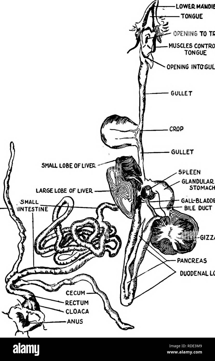 . Feeds und Fütterung Kurzfassung: die Grundlagen der Fütterung, Pflege und Management der Bauernhof Tiere beinhalten, einschließlich Geflügel: angepasst und kondensiert von Feeds und Fütterung (16. ed.). Feeds ; Tierernährung. Fütterung UND PFLEGE VON GEFLÜGEL 379 kleine CAECUM V (DARM UNTERSCHNABEL ZUNGE ÖFFNUNG DER LUFTRÖHRE MUSKELN STEUERN ZUNGE ÖFFNUNG INTCGULLET. Gallenblase Bauchspeicheldrüse BLADDEft GALLENGANG GIZZARD DUODENALSCHLEIFE Abb. 108.- Das Verdauungssystem op die Vögel das Verdauungssystem Vögeln unterscheidet sich in einigen Punkten von denen der größeren Tiere. (Von Lappincott, Geflügel Produktion.) aber beide sind ex Stockfoto