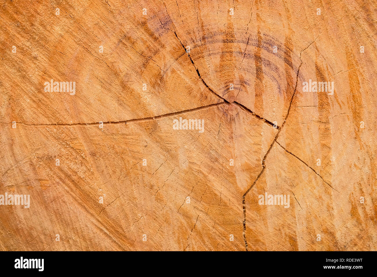 Close-up und Details des Holzes, die mit dem Sägeblatt geschnitten ist, Holz und texturierte Oberfläche Hintergrund Stockfoto