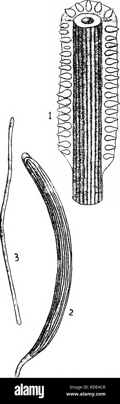 . Minnesota Pflanzenkrankheiten. Pflanzenkrankheiten. Minnesota Pflanzenkrankheiten. 133 Gus, die eng mit der letzten zwei Gruppen von Pilzen und besonders die Caterpillar Pilz verwandt ist. Dieser Spaß-gus übt eine einschnüren Aktion auf der Wirtspflanze. Es erscheint als weißliche oder Licht-tan-farbigen Ring um die jungen Blätter an der Spitze der Pflanze. Die Gewinde schnell bilden eine solide Masse en - Schließen der jungen Blätter und die Belüftung von entfaltet. Der Zweig, auf dem der Pilz so gebildet wird. Letztendlich ofif sterben. Wenn der Pilz hat - etwas zerknittert in der Dicke der Sac - spore kapseln ihre machen Stockfoto