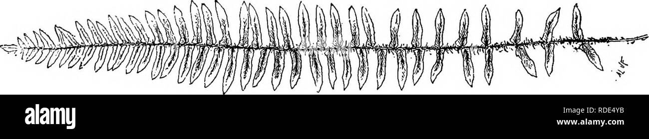 . Das Buch der Wahl Farne: für den Garten, Wintergarten, und Herd: beschreiben und die explizite kulturellen Richtungen für das Beste und auffälligste Farne und selaginellas im Anbau. Illustriert mit farbigen Tafeln und zahlreichen Holzstichen, speziell für diese Arbeit vorbereitet. Farne; Farne. 58 DAS BUCH DER WAHL FARNE. S. (Platyloma) Falcata - Plat-yl-o'-ma; fal-Ca'-ta (Sichelförmige), gegen Gebühr. Dieses dekorative, Gewächshaus Art hat ein sehr umfangreiches Angebot an Lebensraum, in tropischen Hindostan, die Malaiische Halbinsel, Australien, Neuseeland, Tasmanien, der kermadec Islands, &Amp; c Stockfoto