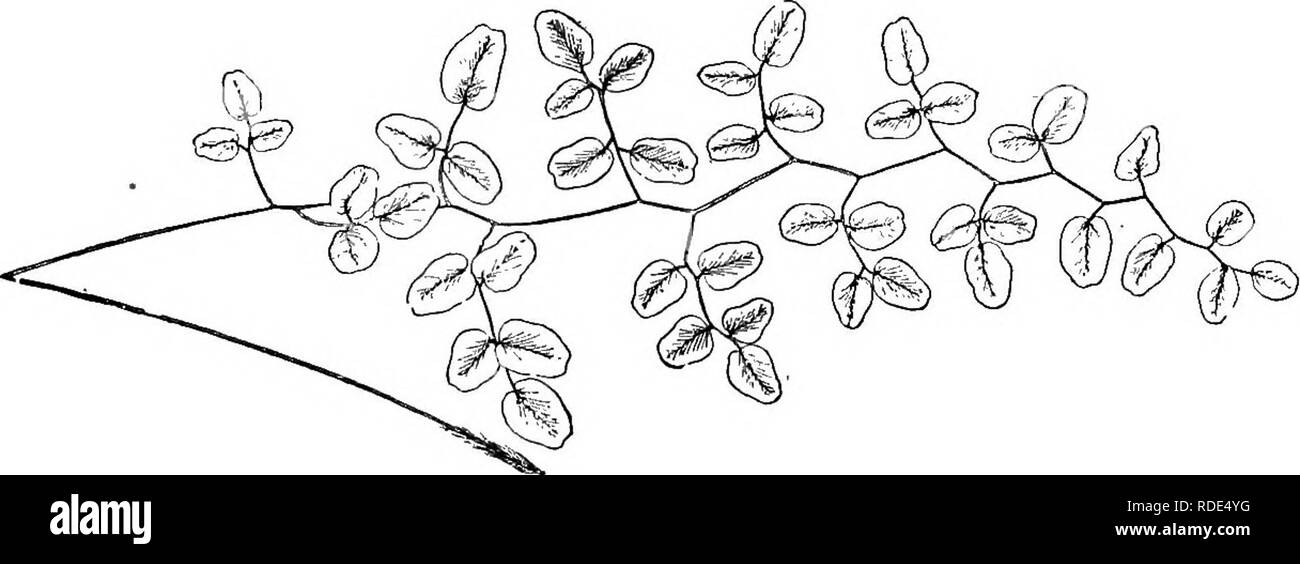 . Das Buch der Wahl Farne: für den Garten, Wintergarten, und Herd: beschreiben und die explizite kulturellen Richtungen für das Beste und auffälligste Farne und selaginellas im Anbau. Illustriert mit farbigen Tafeln und zahlreichen Holzstichen, speziell für diese Arbeit vorbereitet. Farne; Farne. 56 DAS BUCH DER WAHL FARNE. Und an der Spitze stumpf. Die sori (spore Massen) Entsorgung in Breiten, marginalen Linien, die bald der Hülle verstecken. - Hooker.^ Arten Filicum, II., S. 148. Nicholson, Wörterbuch der Gartenarbeit, iii., S. 66. S. C. Flexuosa-flex-ii-o'-sa (Zick-Zack-Biegen), Link. In g Stockfoto