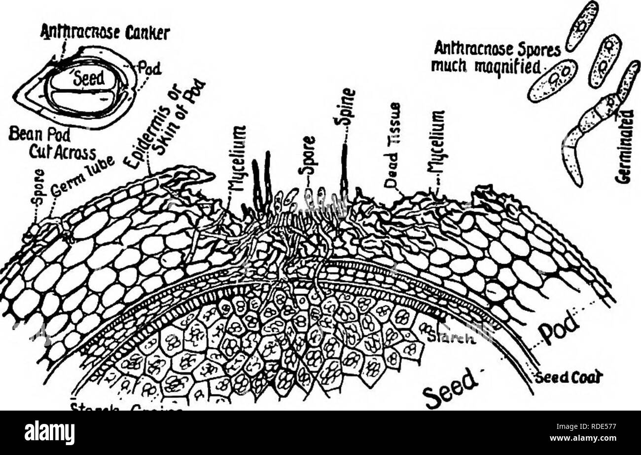 . Die Pilze, die die Krankheit verursachen. Pflanzenkrankheiten; Pilze. 548 DIE PILZE, DIE URSACHE DER KRANKHEIT Spots subelliptic zu unregelmäßigen, niedergedrückt, bräunlich; acervuli verstreut, umgeben von ein paar nicht sehr auffällige schwarze setfe; Konidien länglichen, runden Enden, gerade oder gebogen, 15-19 x 3,5-5,5 ft; conidiophores zylindrisch, einfache, 45-55 fi. Dieser Pilz, allgemein bekannt als C. Lindemuthianum, ist Übereinstimmung - trittiniciuse Conhcr. Starcfi Körner Abb. 369.- C. Lindemuthianum. Übersicht Bezug des Pilzes in die Gewebe des Bean. Auf die oben Links ist ein Diagramm der Abschnitt über eine Bean pod durch Stockfoto
