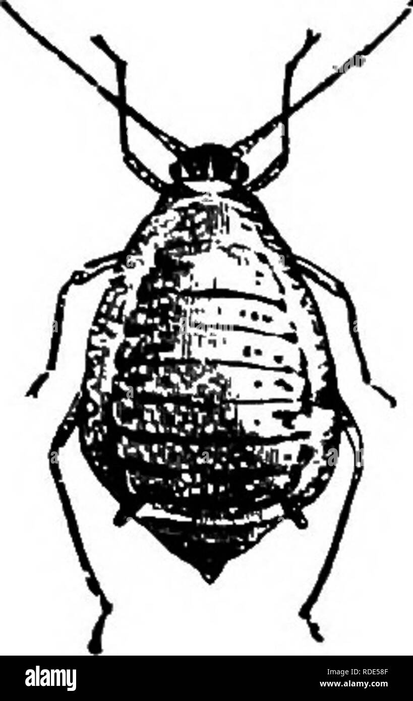 . Fungoid und Schadinsekten von der Farm. Landwirtschaftlichen Schädlingen. XII] Aphides und Sawflies 159 zu dieser Zeit des Jahres keine Eier gelegt. Stattdessen Änderungen gehen auf der Innenseite der Mutter die Jungen hving gibt. Diese beginnen mit dem Saft der Pflanzen und in weniger als einer Woche, die sie auch zur Geburt Junge kann zu füttern. Auf diese Weise wird eine große Anzahl von bruten sind pro-produziert während einer Saison, in der Tat eine grüne Fliegen ist in der Lage, mehreren milhons in sehr kurzer Zeit. Im Sommer finden wir winged bildet zusammen mit den Flügellosen (siehe Abb. 48). Die geflügelten Formen sind auch Frauen, keine Männer. Klagegründe Stockfoto