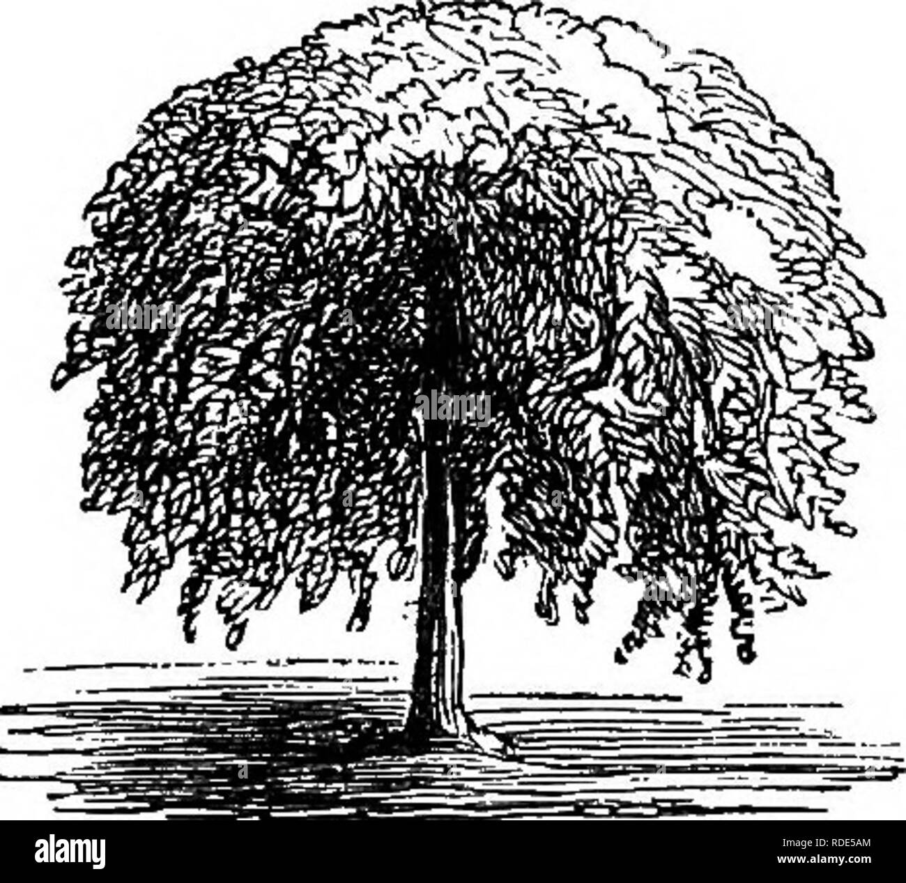 Immergrüner baum mit schlanken, hängenden ästen SchwarzweißStockfotos