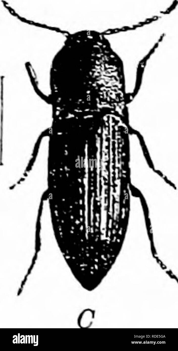 . Fungoid und Schadinsekten von der Farm. Landwirtschaftlichen Schädlingen. ^J Käfer 105 häufig gefunden, wie Sie usuaUy Tagsüber verstecken. Die wireworms Feed während ihrer gesamten Uves auf den Wurzeln der entweder kultiviert oder wild wachsende Pflanzen, außer im frostigen Wetter, wenn Sie tief in den Boden. Nach dem Auftauen wieder kommen und füttern. - K^^^^^^^^. Kg. 30. Cliok Käfer oder wireworm Käfer. A, wireworm; B, Puppe; C, klicken Sie auf Käfer. (Ca. zweimal natürliche Größe.) Abhilfemaßnahmen. Die erste Abhilfe, die sich empfiehlt, wenn möglich, zu verhindern, dass die Eier gelegt werden. Dies hat wenig, bewährt Stockfoto