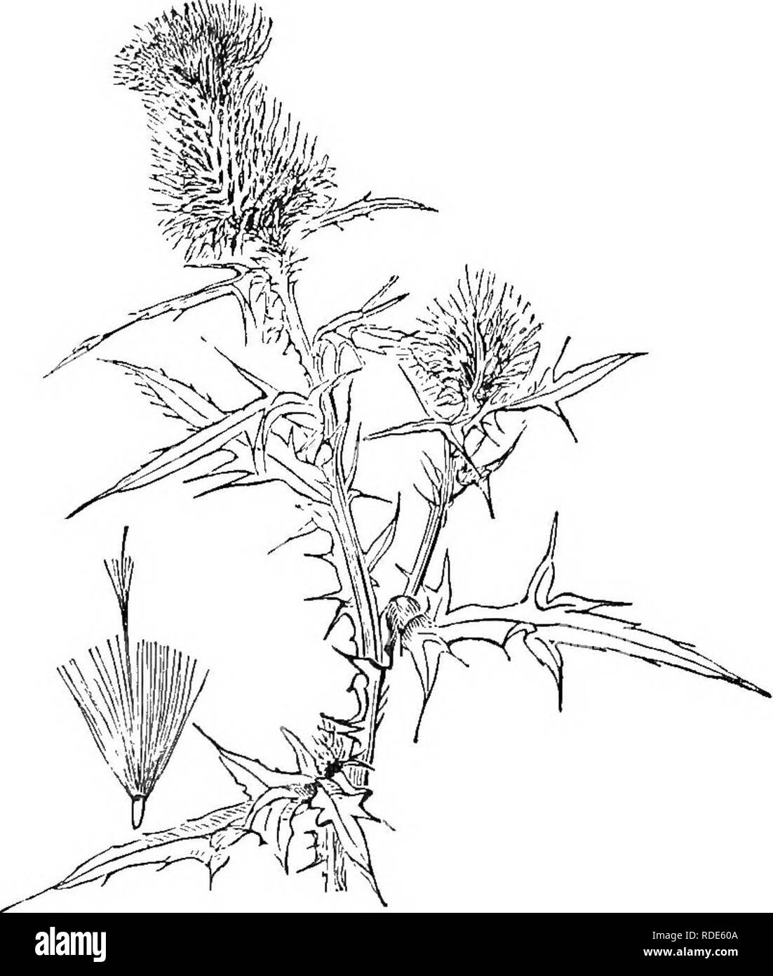. Analytische Klasse - das Buch der Botanik: für Akademien und privaten Studenten konzipiert. Pflanzen. 116 OEDEE LXm. DIPSACE ^.- OEDEE LXIV. COMPOSITE. Oedee LXIII.- Dipsaceae. Kräuter. Blätter entgegengesetzten oder vertioillate, sessile. Nebenblätter keine. Blüten in dichten involucrate Köpfe. Kelch - Rohr Anhänger auf den Eierstock. Glied etwas canipanulate, ganze, oder Zahnriemen, manchmal in Form einer pappus. Corolla röhrenförmig, mit einer 4-5-gelappten, leicht unregelmäßige Extremität. Staubblätter 4, unterscheidbar, selten United paarweise, oft ungleichen, eingesetzt auf der Corolla. Ovar 1 - oelled, mit 1 samenanlage. Obst eine knöcherne achenium. Eine kleine Orde Stockfoto