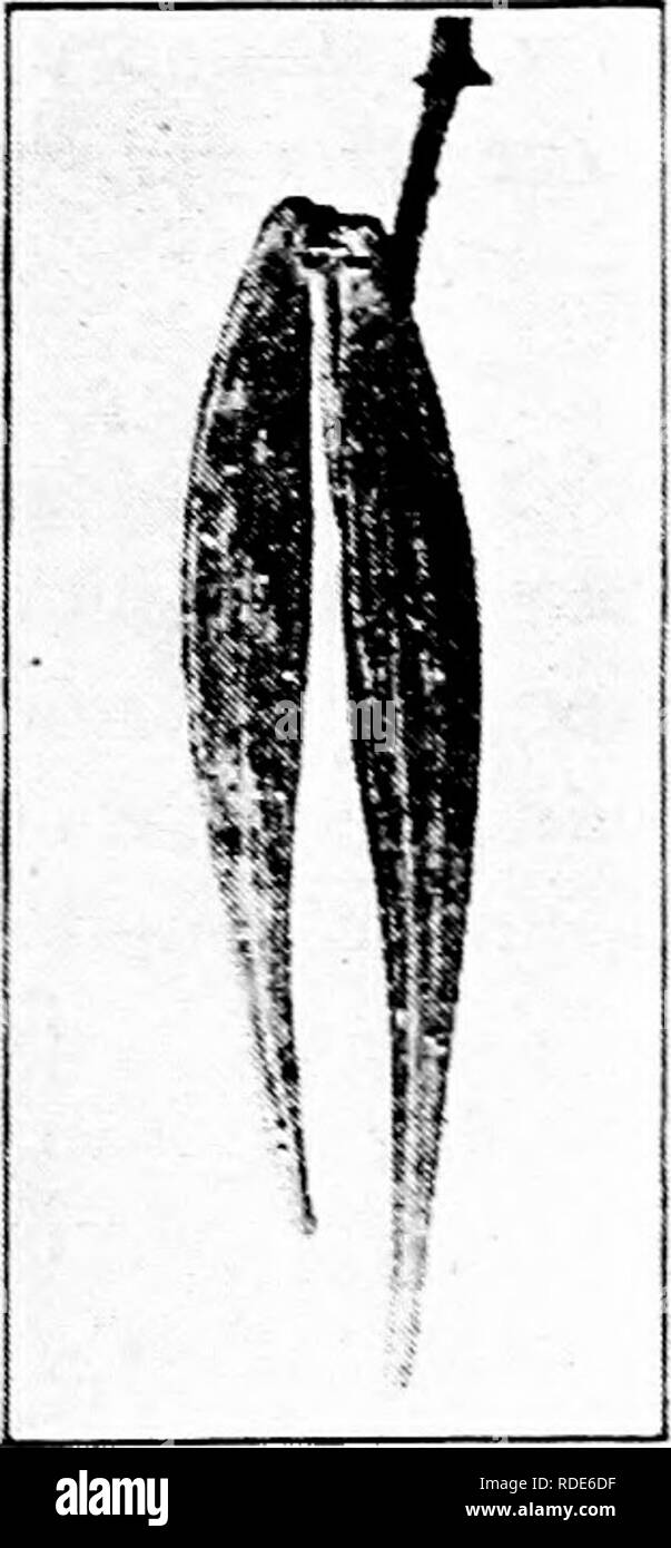 . Bauernhof Freunde und Feinde: einen Text - das Buch der Agrarwissenschaften. Landwirtschaftliche Schädlinge, Nützlinge und Schädlinge. Kapitel II das Unkraut der Wiesen und Weiden das Unkraut der Wiesen und Weiden, die in cind sod seit vielen Jahren wahrscheinlich sind, einheimische Arten zu sein, versuchen, die Felder zurück in den ursprünglichen Zustand der untilled Land zu bringen. In einer for-est Region, das Land wird zum Wald zurück; in einem ebenen Region, wird es zu den Ebenen zurück. Dies ist die natürliche Folge der Vernachlässigung des Betriebsinhabers; die Natur ist clciim-ing. Die Art und Weise, in der diese Felder sind Stockfoto