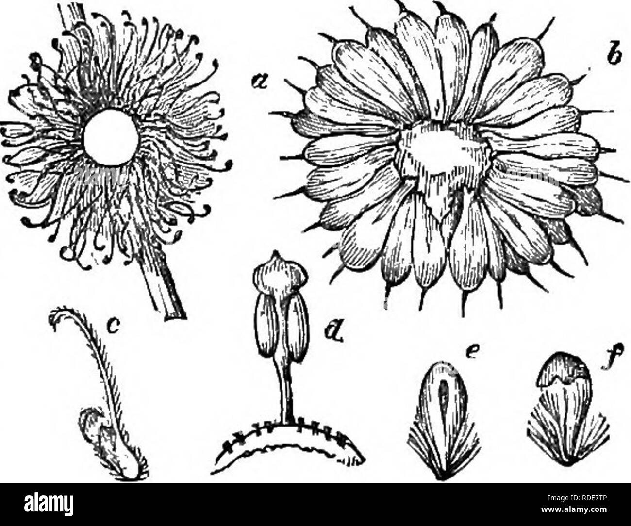 . Bäume und Sträucher: eine Übersicht des Arboretums et fruticetum britannicum: Mit der Hardy Bäume und schrubs von Großbritannien, einheimischen und ausländischen, wissenschaftlich und im Volksmund beschrieben: Mit ihrer Vermehrung, Kultur und verwendet und Gravuren auf fast alle Arten. Bäume, Sträucher, die Wälder und die Forstwirtschaft. LXXm. £ ALSAMACE^. 931 Samen kann auch in der Verbote oder palmkätzchen gehalten werden, bis zum Frühjahr; entweder, indem Sie ihnen erlauben, auf den Baum zu hängen, oder indem Sie sie sammeln im Herbst, und ihre Verbreitung in einer trockenen Loft. Die allgemeine Praxis ist, die Samen im Herbst, oder Sobald versammelt, oder fr empfangen zu säen. Stockfoto