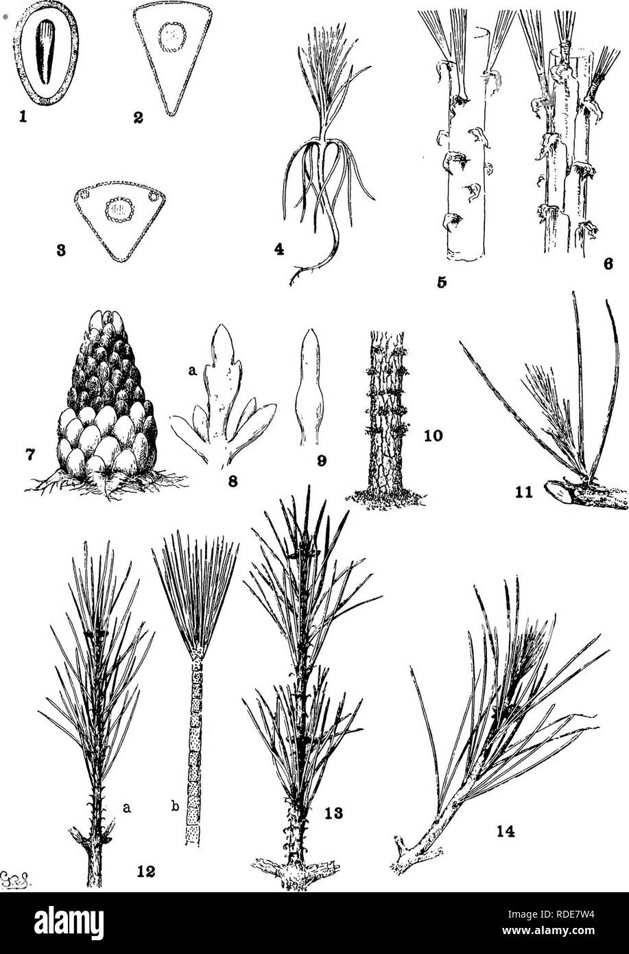 . Die Gattung Pinus. Kiefer. PIATE I. PRIMÄRE Blatt, Knospe und BRANCHLET. Bitte beachten Sie, dass diese Bilder sind von der gescannten Seite Bilder, die digital für die Lesbarkeit verbessert haben mögen - Färbung und Aussehen dieser Abbildungen können nicht perfekt dem Original ähneln. extrahiert. Shaw, George Russell, b. 1848. Cambridge: Riverside drücken Sie Stockfoto