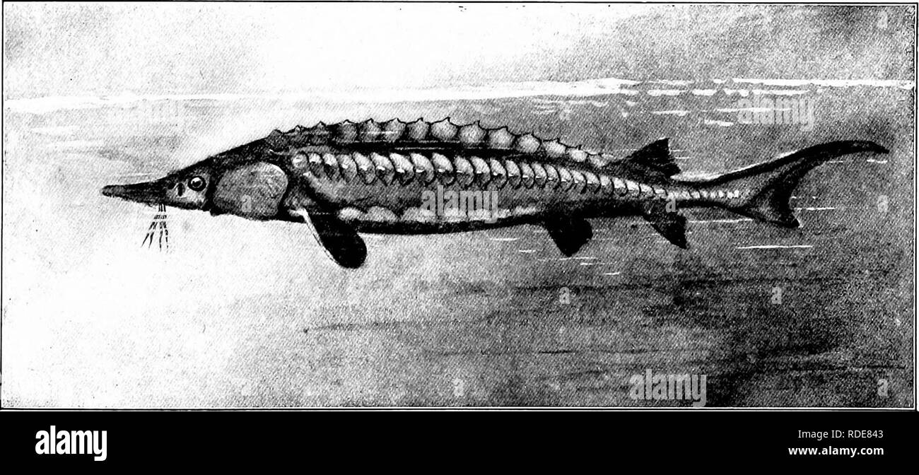 Knochenplatten bedecken den kopf Fotos und Bildmaterial in hoher