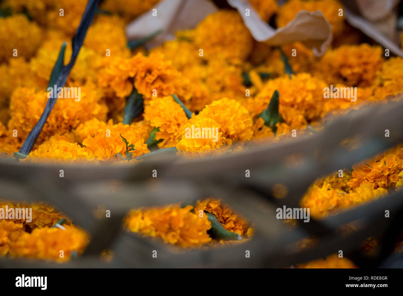 Korb mit orangen Blüten an traditioneller Markt Stockfoto