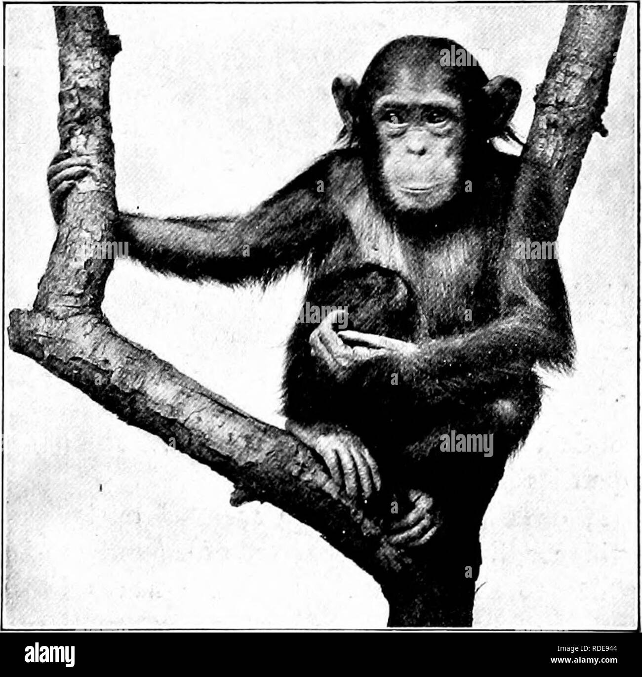 . Die American Natural History; eine Stiftung für nützliches Wissen der höheren Tiere von Nordamerika. Natural History. GOEILLA UND SCHIMPANSE Arme und Brust sind von enormer Proportionen.' dem Antlitz der Gorilla ist sehr hässlich und abstoßend, und die Form der Schädel ist viel weiter aus, dass der Mann als sind die der Schimpansen und Orang-Utans. Seine Haut ist Schwarz, und das Haar der ausgewachsenen Exemplaren grizzly Grau. Der Gorilla bewohnt nur einen sehr kleinen Bereich in Westafrika, direkt auf dem ecjuator, zwischen dem aus Okumen und Kongo Flüsse, und nur zwei Hundert Meilen zurück zur Verlängerung von Stockfoto