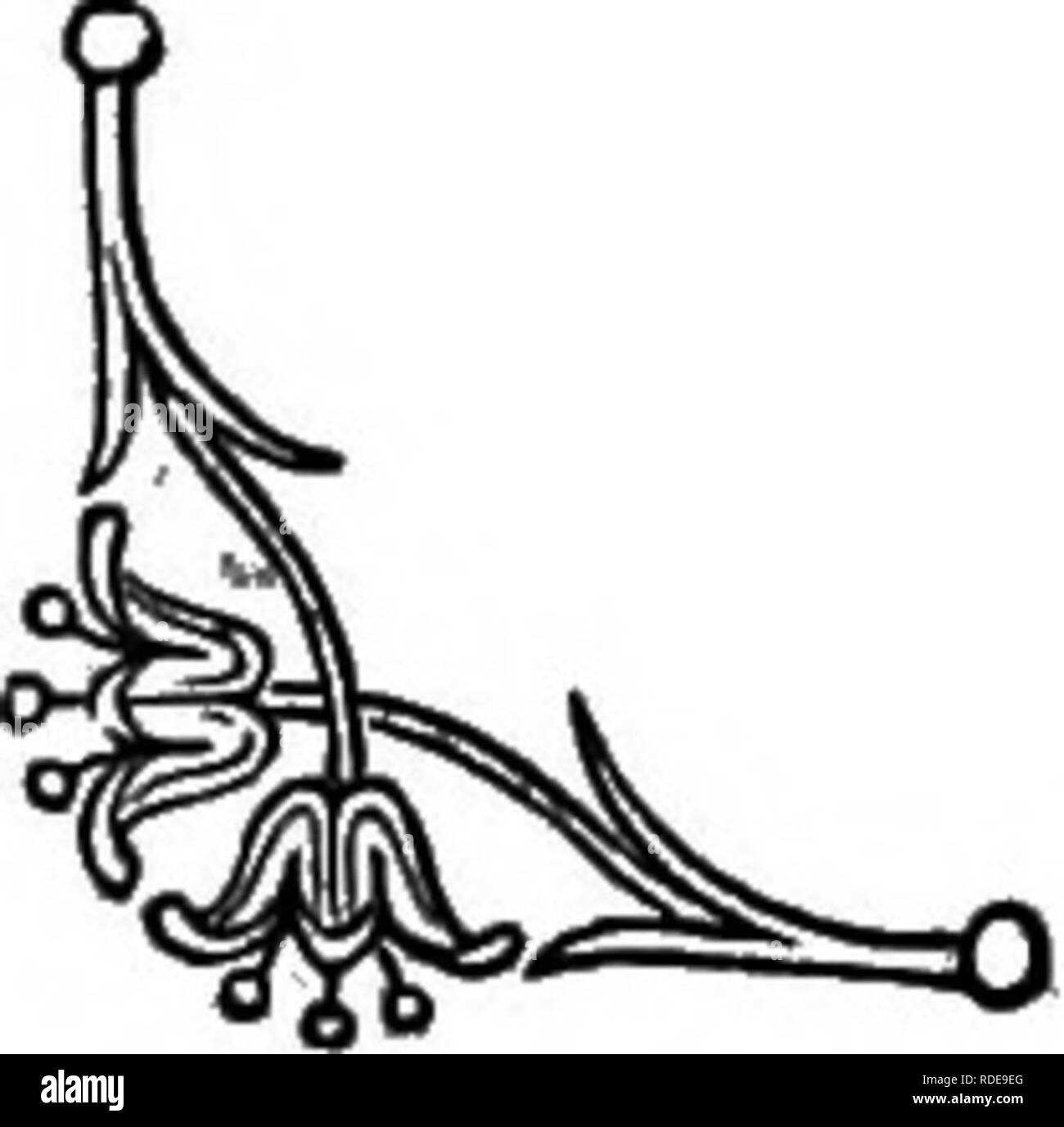 . Die Sprache der Blumen: oder, Floral Embleme von Gedanken, Gefühlen und Empfindungen... Blume Sprache. Die ICE-Werk. Die MITTAGSBLUME {Mesembryanthemum crystallinum). - Ihr schaut mich einfrieren. Diese einzigartige Anlage ist sehr bewundert. Es muss die warme Atmosphäre einer Treibhaus, außer im Sommer, wenn es im Freien gedeiht. Die Blätter sind mit transparenten Vesikel mit Wasser gefüllt. Wenn die Pflanze in den Schatten, es hat den Anschein von mit Tau besprüht werden, wenn eine Verbindung zu einem brennenden Sonne ausgesetzt ist, scheint es schwer mit eisigen Kristallen, die Sie geben große Brillanz zu sein. Auf diesen Konten es Stockfoto