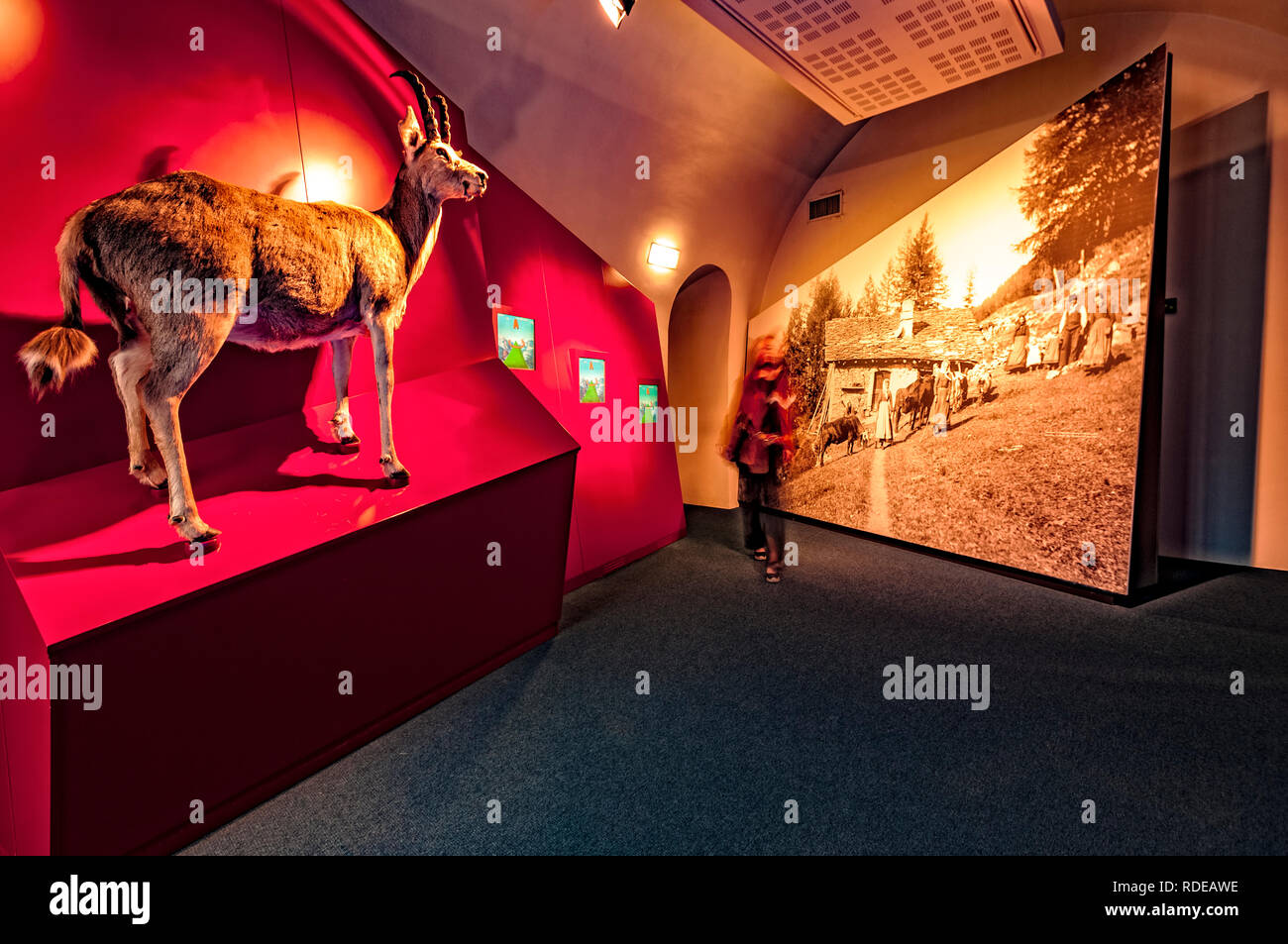 Italien Valle D'Aosta Bard das Fort - jetzt Museum - Museum der Alpen - ist der Berg Hang Rekonstruktion des Tieres fabled Dahu Stockfoto