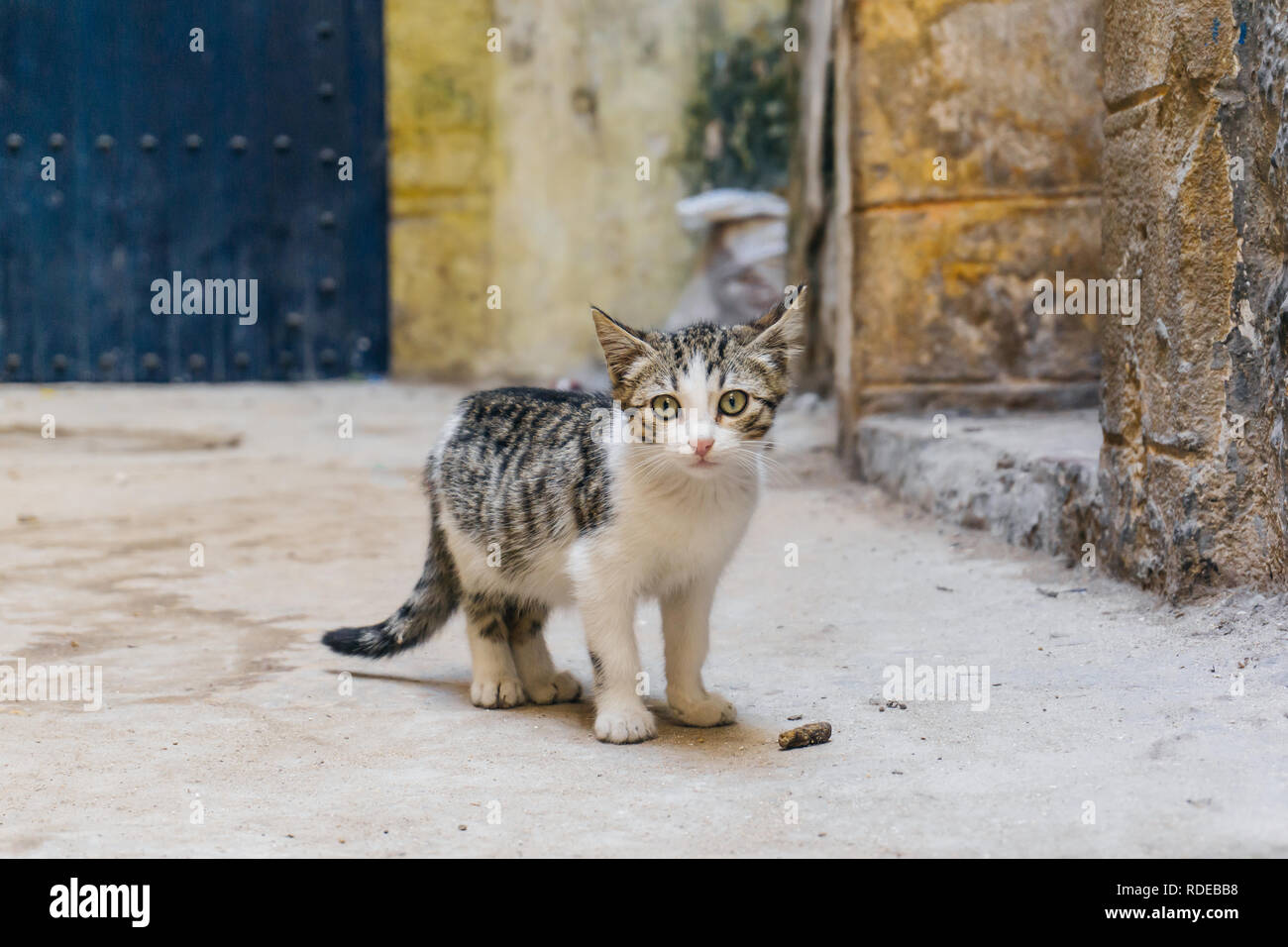 Straße Kitty (CAT) auf den Straßen von Marrakesch und Essaouira in Marokko in den Fischerhafen und Medina, in der Nähe der farbigen Wand. Postkarte - Konzept Stockfoto