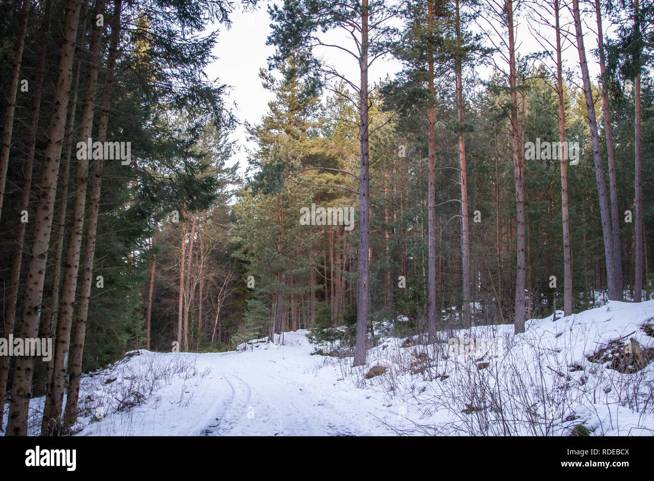 Waldviertel, Wandern im Schnee an einem sonnigen Tag Stockfoto