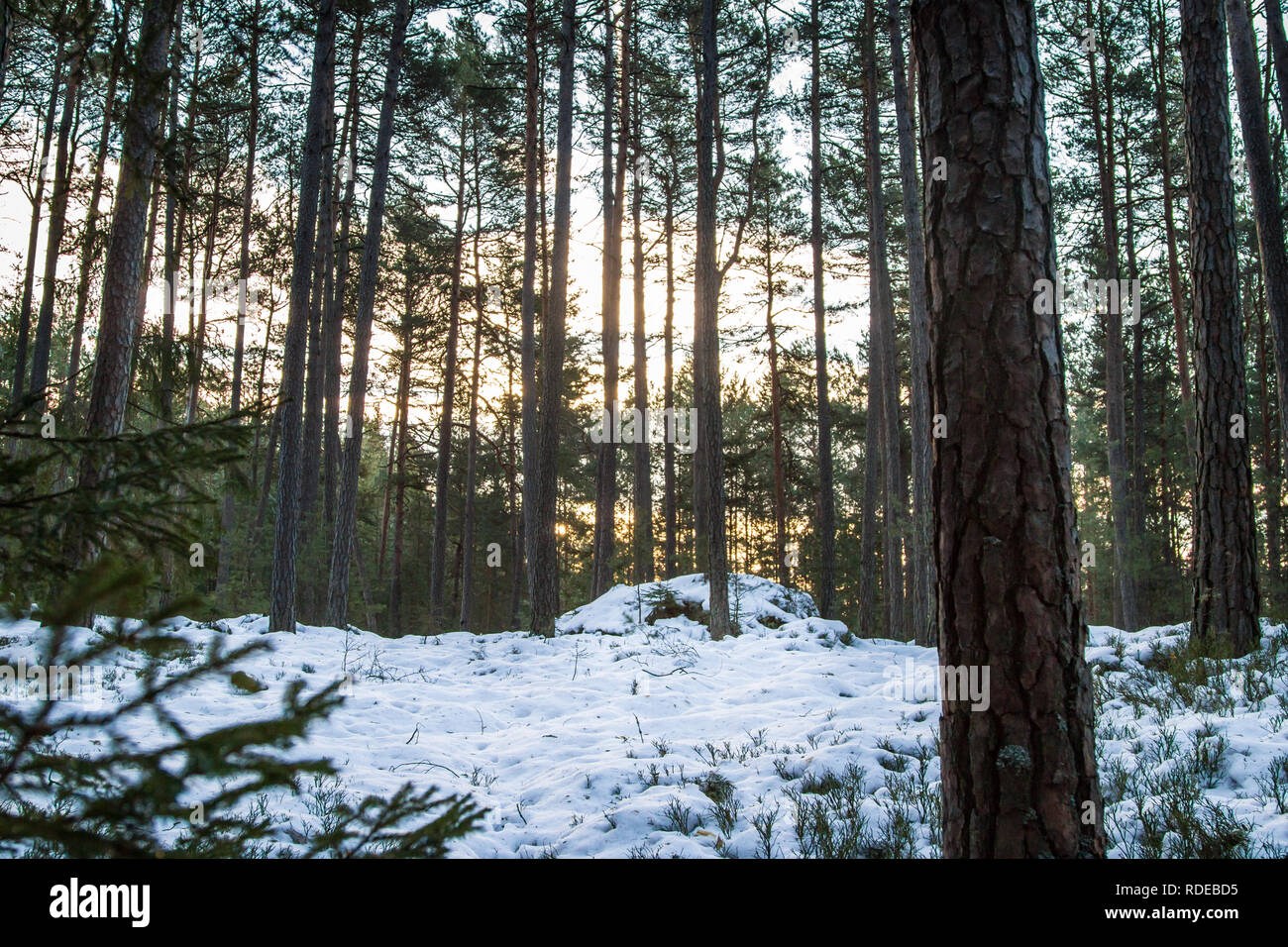Waldviertel, Wandern im Schnee an einem sonnigen Tag Stockfoto