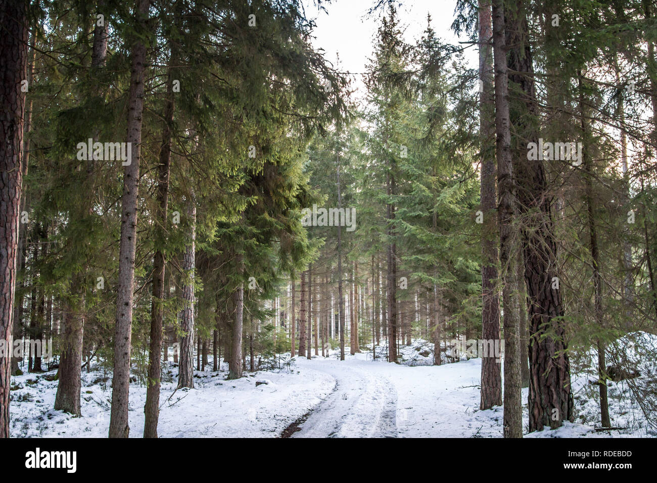 Waldviertel, Wandern im Schnee an einem sonnigen Tag Stockfoto