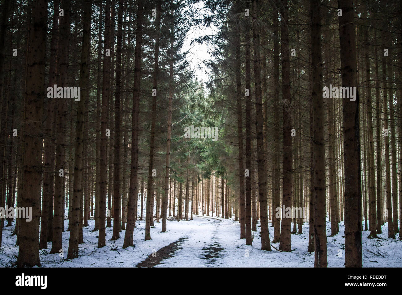 Waldviertel, Wandern im Schnee an einem sonnigen Tag Stockfoto