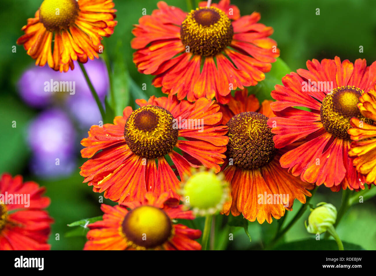 Mehrjährige Gartenblume Pflanze Helenium Sneezeeed Stockfoto