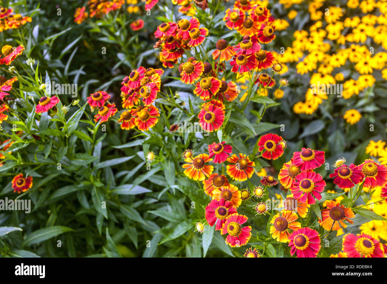 Hardy mehrjährige Garten Blume Grenze Pflanze Helenium Grenze Blumen Stockfoto