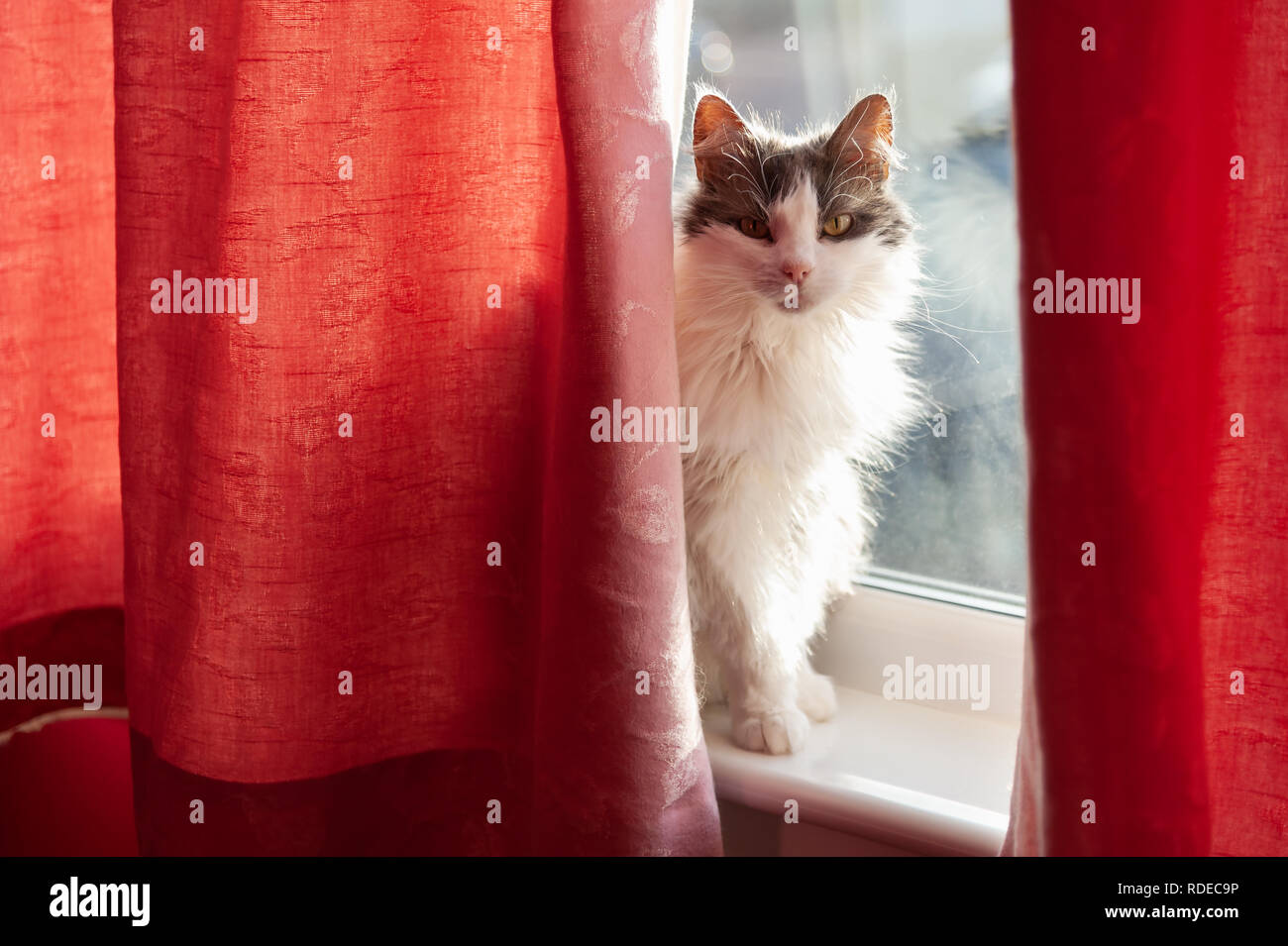 Katze auf einer sonnigen Fensterbank. Stockfoto Katze auf einer sonnigen Fensterbank. Stockfoto