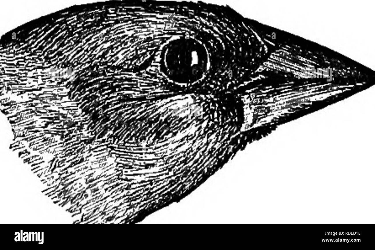 . Handbuch der Vögel des östlichen Nordamerika: mit Tasten, um die Arten und Beschreibungen ihrer Gefieder, Nester und Eier, deren Verteilung und Migration... Vögel. 262 13 LACKBIEDj | ^, Orioles, ETC." Washington, T.V., gemeinsame im Frühjahr, reichlich im Herbst; 1. Mai bis 27. Mai; 12.08.5. 1. Sing Sing, erträglich gemeinsame S.E., 1. Mai bis Okt. 5. Cam-bridge, sehr häufig S.E., 8. Mai bis Sept. 10. Nsst, Gräser, auf den Boden. Eier, vier bis sieben, grauweiß, Fre- gen mit der Farbe der zahlreichen unregelmäßigen Flecken und Flecke, oliv-braun oder Umbra getönt, 85 x'62. Im Juni unsere fie Stockfoto