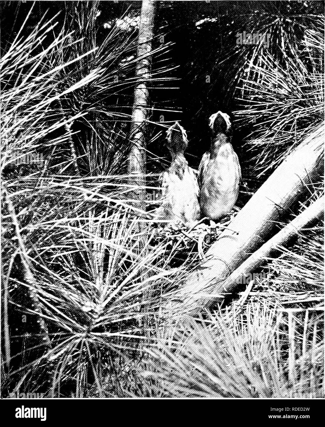 . Das Leben der wilden Vögel; eine neue Methode der Studie und Fotografie von Vögeln. Vögel; Fotografie von Vögeln. Ich 20 wilde Vögel. Das Wasser unten. Ein wenig Verzögerung in die instinktive Reaktion der Angst konnte kaum Schaden an Junge in einem solchen Nest kommen. Auf der anderen Seite wenn die Entenküken zum Wasser geführt worden sind keine Vögel zeigen ein wachsendes Gefühl der Angst, als sie Oder reagieren Sie umgehend auf die Alarmsignale der Eltern. Ich war sehr beeindruckt, als ein Junge, der beim Anblick einer Rlack Ente ihre Verkleidung kleine Flotte von gelben Segeln bis zur Mündung eines kleinen Segge - begrenzt. Der alte Vogel schnell ga Stockfoto