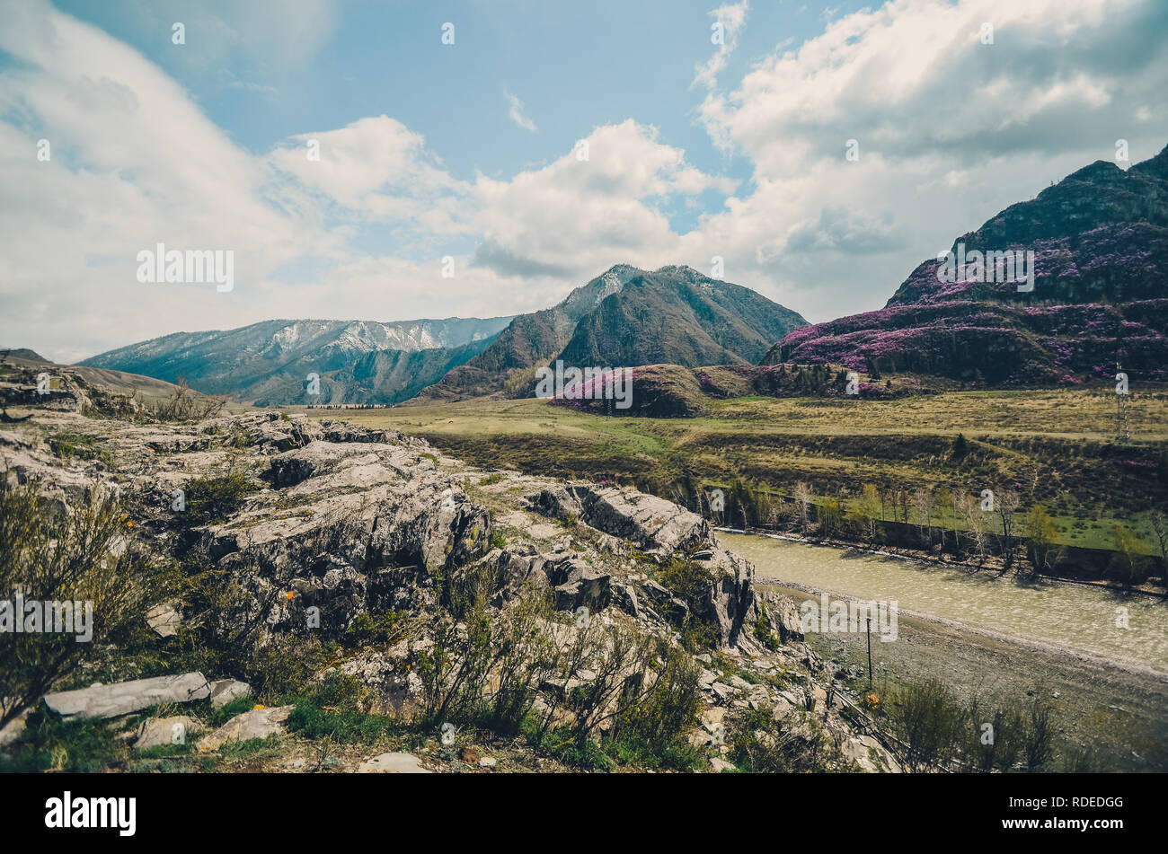 Berglandschaften der Chui Trakt, Altai. Tal Chuya. Frühjahrsblüte in den Bergen Stockfoto