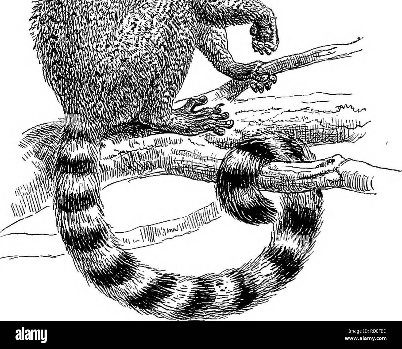 Amerikanische Tierarten leben. Zoologie; das Verhalten der Tiere. Die  anderen Tiere 339, zusammen mit ihren mehr oder weniger entfernten  Verwandten) als "lemuroids" reservieren das Wort Lemuren für die Tiere die  meisten