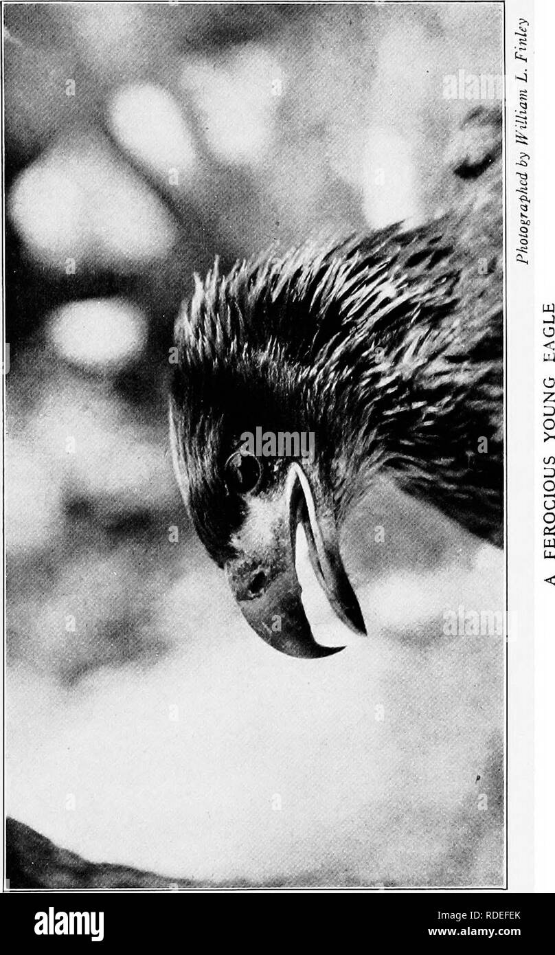 . Der Vogel. Vögel, Vögel. . Bitte beachten Sie, dass diese Bilder sind von der gescannten Seite Bilder, die digital für die Lesbarkeit verbessert haben mögen - Färbung und Aussehen dieser Abbildungen können nicht perfekt dem Original ähneln. extrahiert. Pearson, T. Gilbert Thomas Gilbert), 1873-1943. Garden City, New York, Doubleday, Page&amp; Company Stockfoto