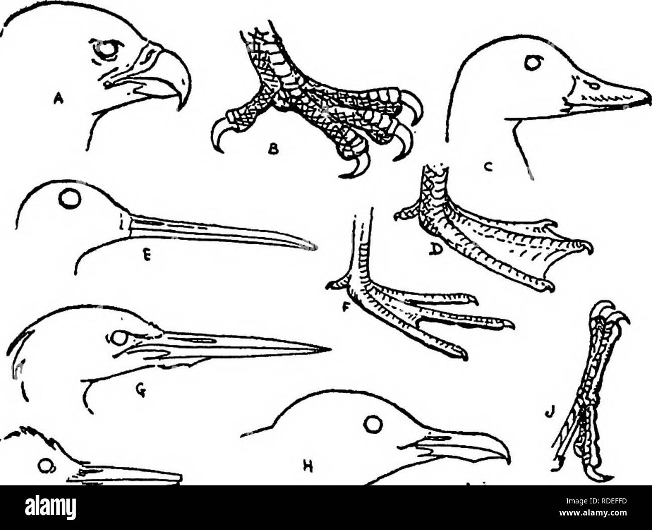 . Der Vogel. Vögel, Vögel. Erste Bekanntschaft mit Vögeln. /^' A. B. C. D. E. F. G. H. J. Fleischfressende (Hawk) Fuß mit Fleisch fressenden Vogel (Adler) Wasservögel (Enten) Fuß der Schwimmer (Ente) Prober (Snipe) Fuß von Wader (Snipe & gt; Langbeinige Wader (Heron) Fisch Esser (Möwe) Fuß von Kletterpflanze (Specht) K.L.M.N.O. S. F.R.S.T. Korn Saatgut Eater" (Taube) Meißel (Specht) Boden des Schrägförderers ((Juail) Whip-poor-will 1 Schlucken&gt; am Flügel Schopftyrann) Fuß Land Vogelfutter Esser (Spatz) Allesfresser (Crow) Insekt und Grub Esser (Warbler) [II]. Bitte beachten Sie, dass diese Bilder extrahiert werden fr Stockfoto