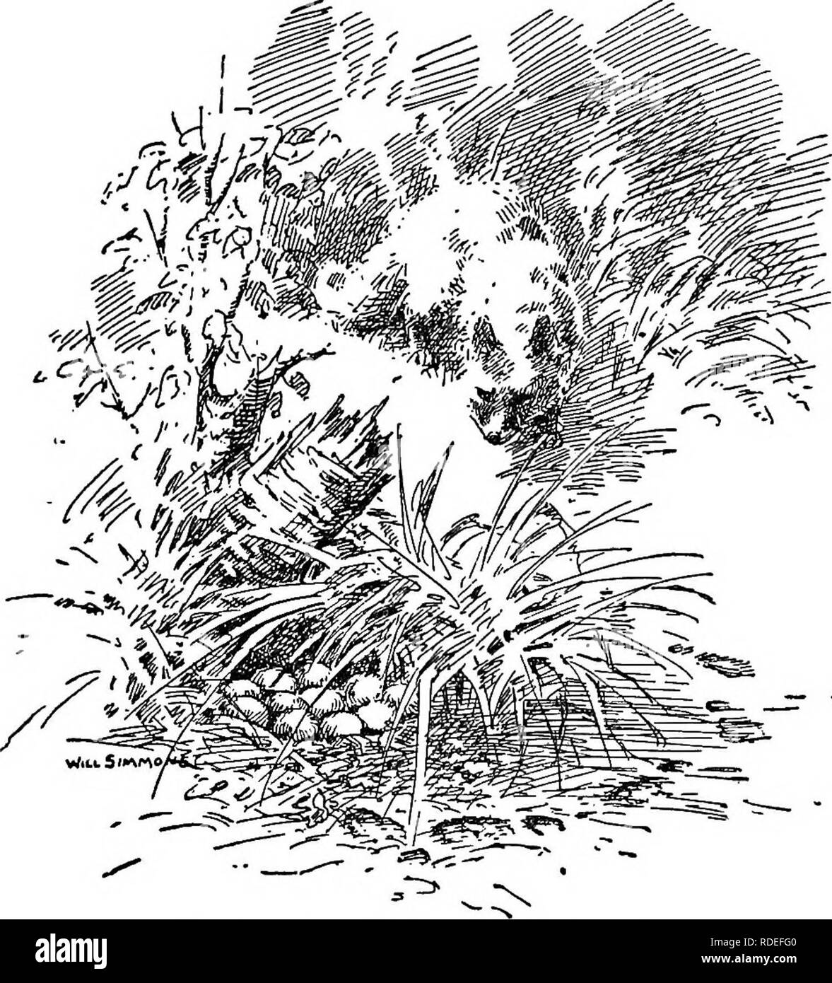 . Der Vogel. Vögel, Vögel. Erste Bekanntschaft mit Vögeln gehen hinaus. - ist es nur selten notwendig, bis die Studie der Vögel zu fangen an zu gehen. Oft kann man eine gute Aussicht auf Vögel aus dem offenen Fenster erhalten, wie. Der Fuchs, der folgte den Spuren viele Arten nisten in der Nähe des Hauses, wenn die Umgebung günstig sind. Im letzten Frühling [7]. Bitte beachten Sie, dass diese Bilder sind von der gescannten Seite Bilder, die digital für die Lesbarkeit verbessert haben mögen - Färbung und Aussehen dieser Abbildungen können nicht perfekt dem Original ähneln. extrahiert. Pearson, T. Gilbert. Stockfoto