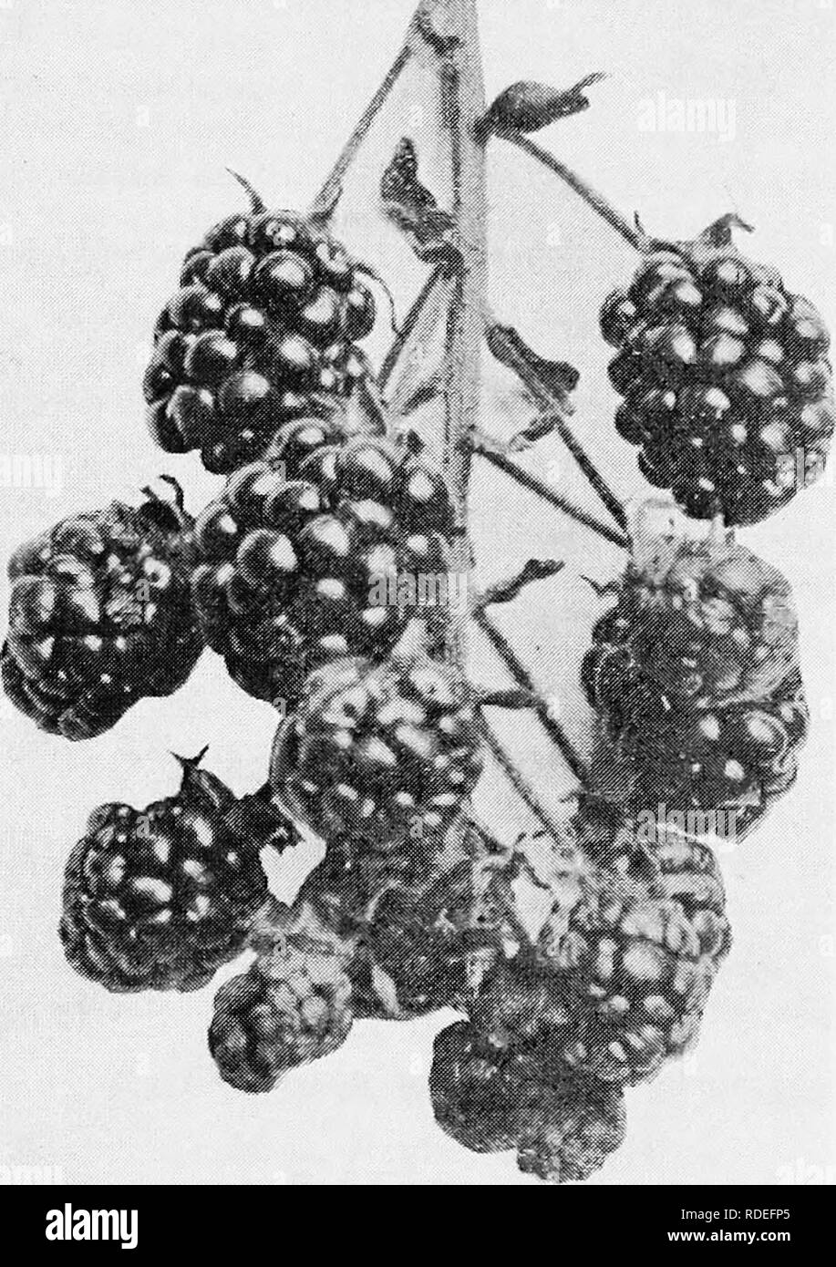 Die Früchte von Ontario. Obst - Kultur. 1905 Obst von Ontario. 223 Lawton.  Eine Vielfalt, die die Ha-s viel getan, um die Blackberry als Markt Obst zu  popularisieren, aber jetzt durch