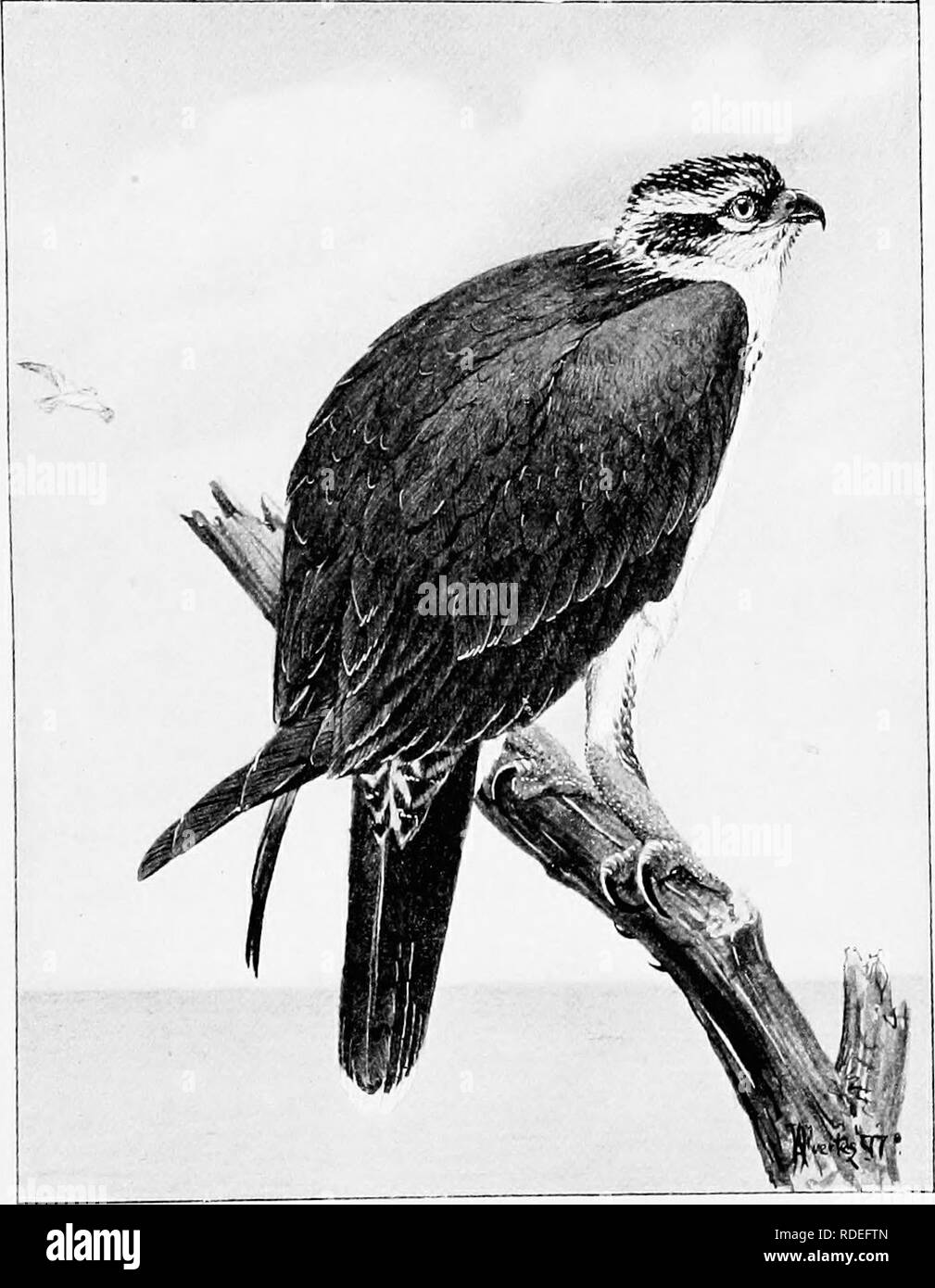 . Song Vögel und Wasservögel. Vögel; Wasservögel. OSPREY eine großartige alte Barbar Raubvogel - eine typische Kannibalen - Chief in Federn (s. 191). Bitte beachten Sie, dass diese Bilder sind von der gescannten Seite Bilder, die digital für die Lesbarkeit verbessert haben mögen - Färbung und Aussehen dieser Abbildungen können nicht perfekt dem Original ähneln. extrahiert. Parkhurst, Howard Elmore, 1848-1916; Fuertes, Louis Agassiz, 1874-1927. New York, C. Scribner's Söhne Stockfoto