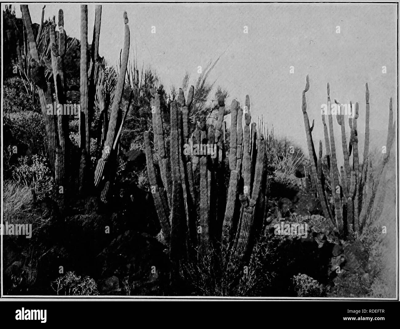. Säugetiere von der mexikanischen Grenze der Vereinigten Staaten: Ein beschreibender Katalog der Arten von Säugetieren in dieser Region vorkommenden; mit einer allgemeinen Zusammenfassung der Naturgeschichte, und eine Liste der Bäume. Säugetiere; Säugetiere; Bäume; Bäume; Naturgeschichte; Natural History. 1. Cereus giganteus (siehe Seite 65). 2. Cereus thurberi (siehe Seite 66).. Bitte beachten Sie, dass diese Bilder sind von der gescannten Seite Bilder, die digital für die Lesbarkeit verbessert haben mögen - Färbung und Aussehen dieser Abbildungen können nicht perfekt dem Original ähneln. extrahiert. Mearns, Edgar Alexander, 1856-1916. Washi Stockfoto