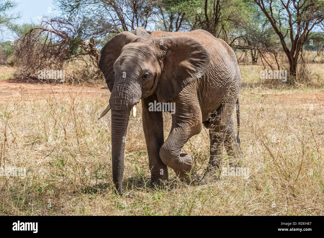 Der Elefant ist das größte Land Säugetier. Mit seinen Stamm, es kann nicht nur riechen, sondern auch fühlen und begreifen. Elefanten haben einen ausgeprägten Sozialverhalten und Stockfoto