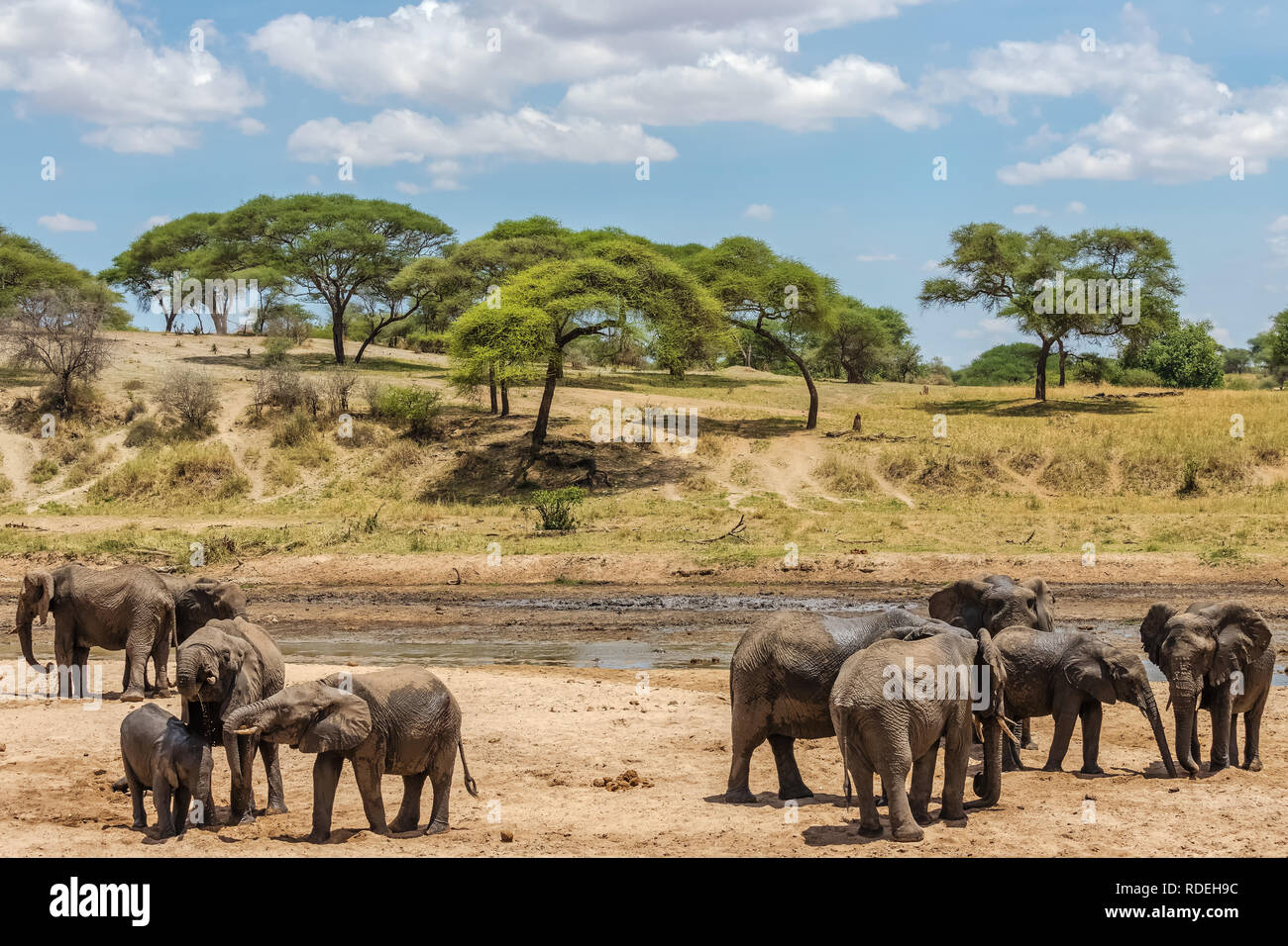 Der Elefant ist das größte Land Säugetier. Mit seinen Stamm, es kann nicht nur riechen, sondern auch fühlen und begreifen. Elefanten haben einen ausgeprägten Sozialverhalten und Stockfoto