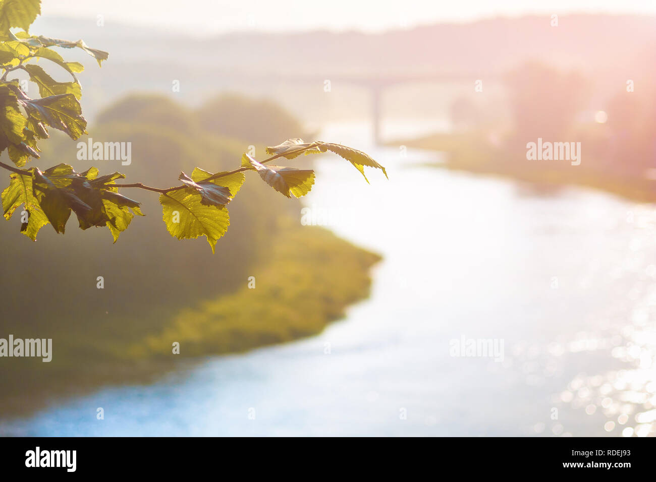 Ein Zweig der Linden im Vordergrund, im Hintergrund ein unscharfes Brücke und einem breiten Fluss Stockfoto