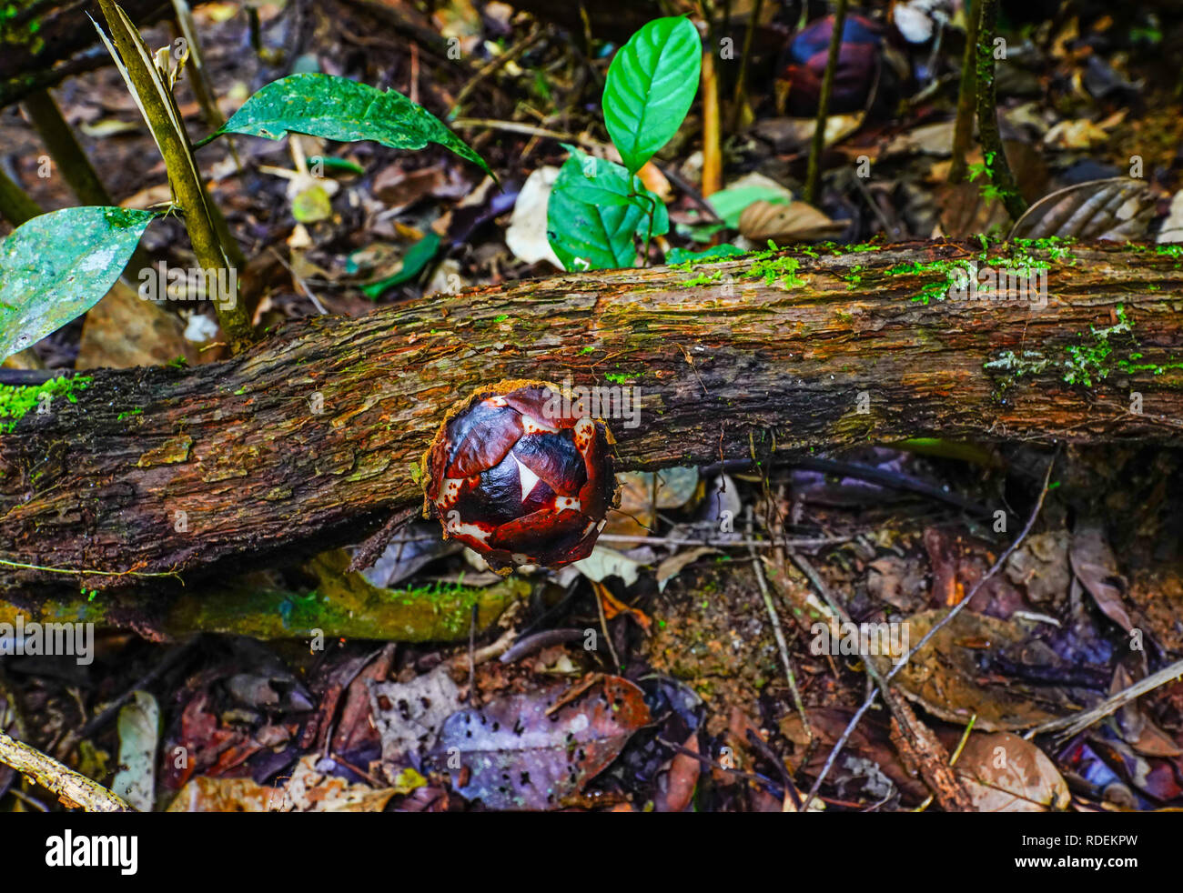 Die kleine Knospe langsam schwillt zu einem Ball und schließlich platzt in eine Rafflesia Blume. Cameron Highlands, Malaysia. Stockfoto