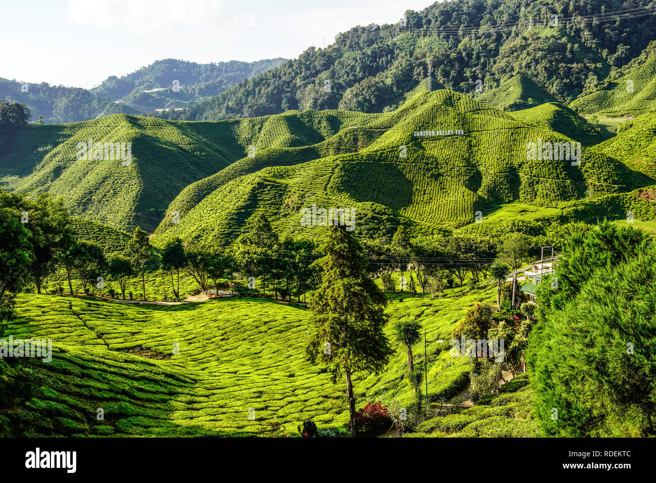 Teeplantage, Cameron Highlands, Malaysia, Südostasien, Asien Stockfoto